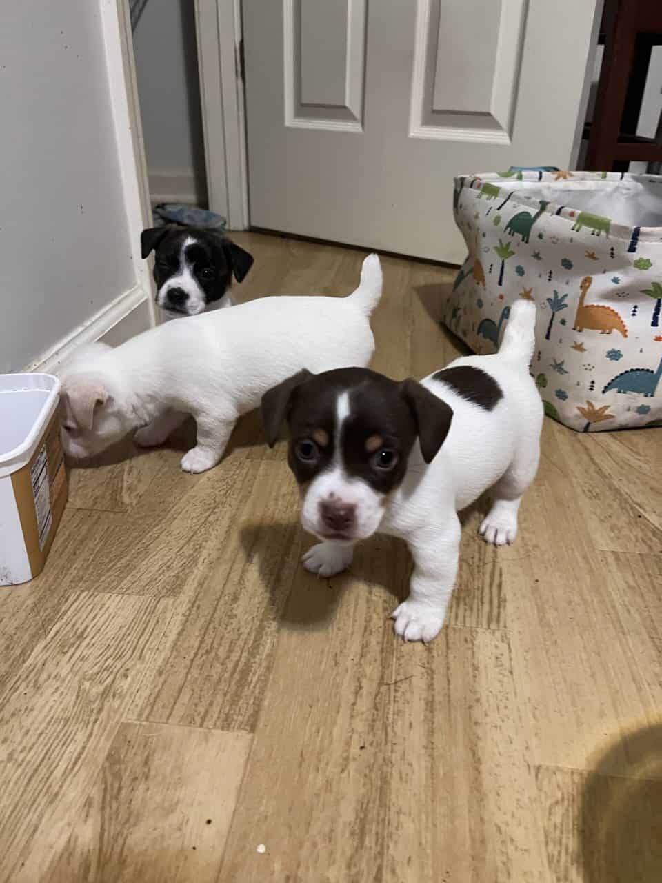 Jack Russell puppies image 4