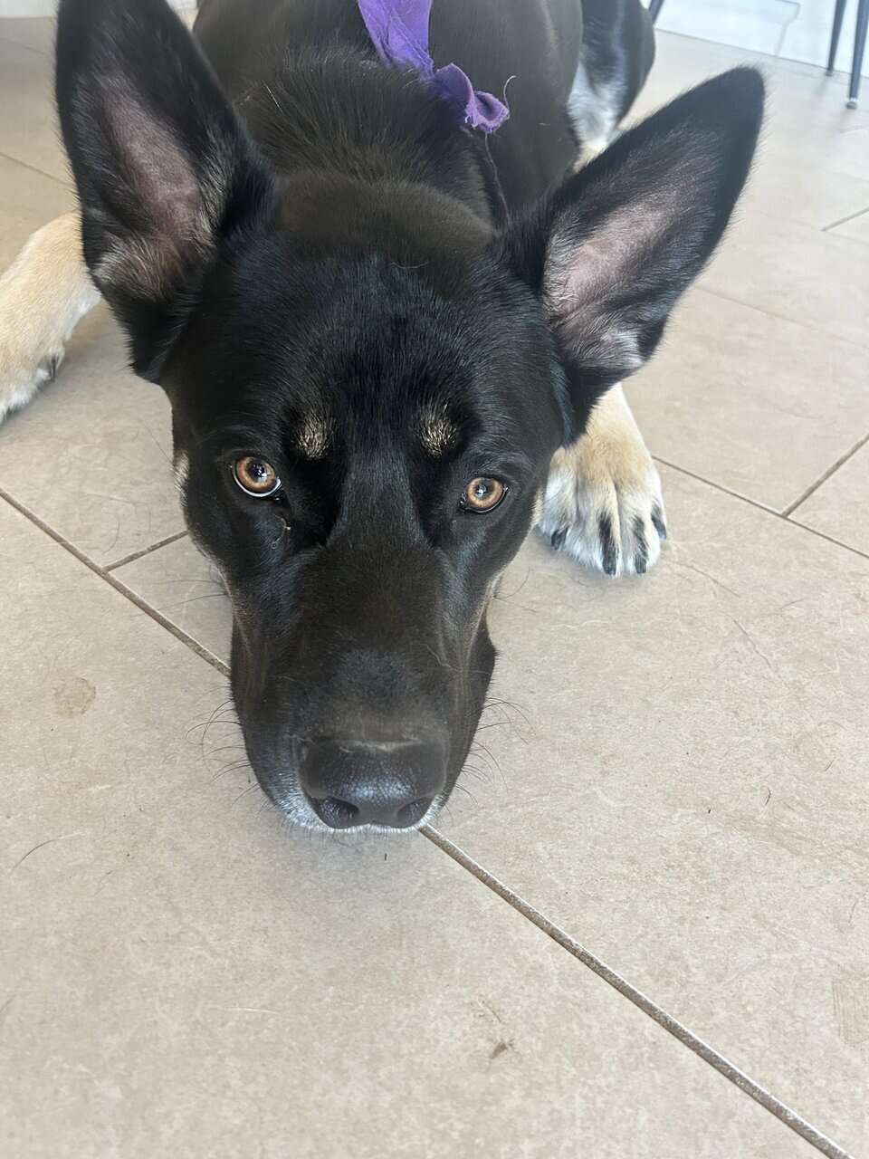 Large Breed Mix needs new Home image 2
