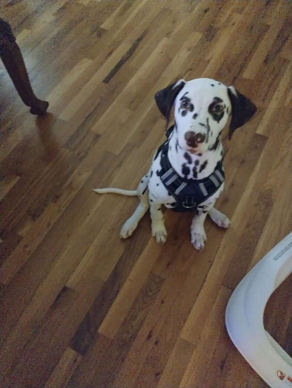Beautiful brown 5 month old Dalmatian image 1