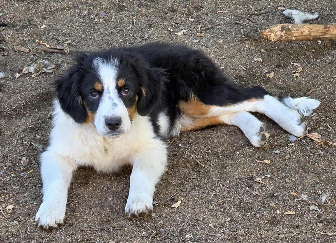 Mini Aussie Boys image 7