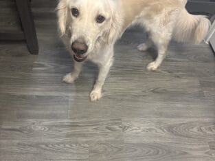 Re-homing my golden boy!!