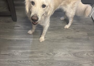 Re-homing my golden boy!!