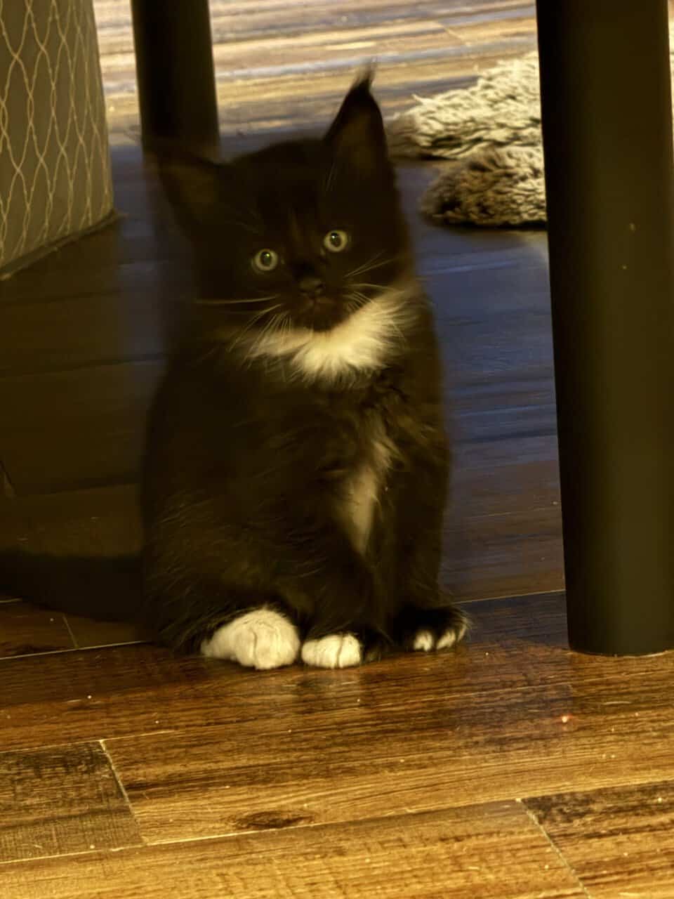 Main Coon Kittens! image 3