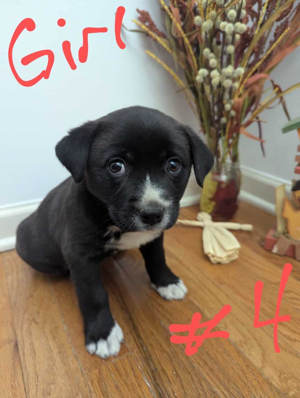 Aussie Lab pups need good home image 2