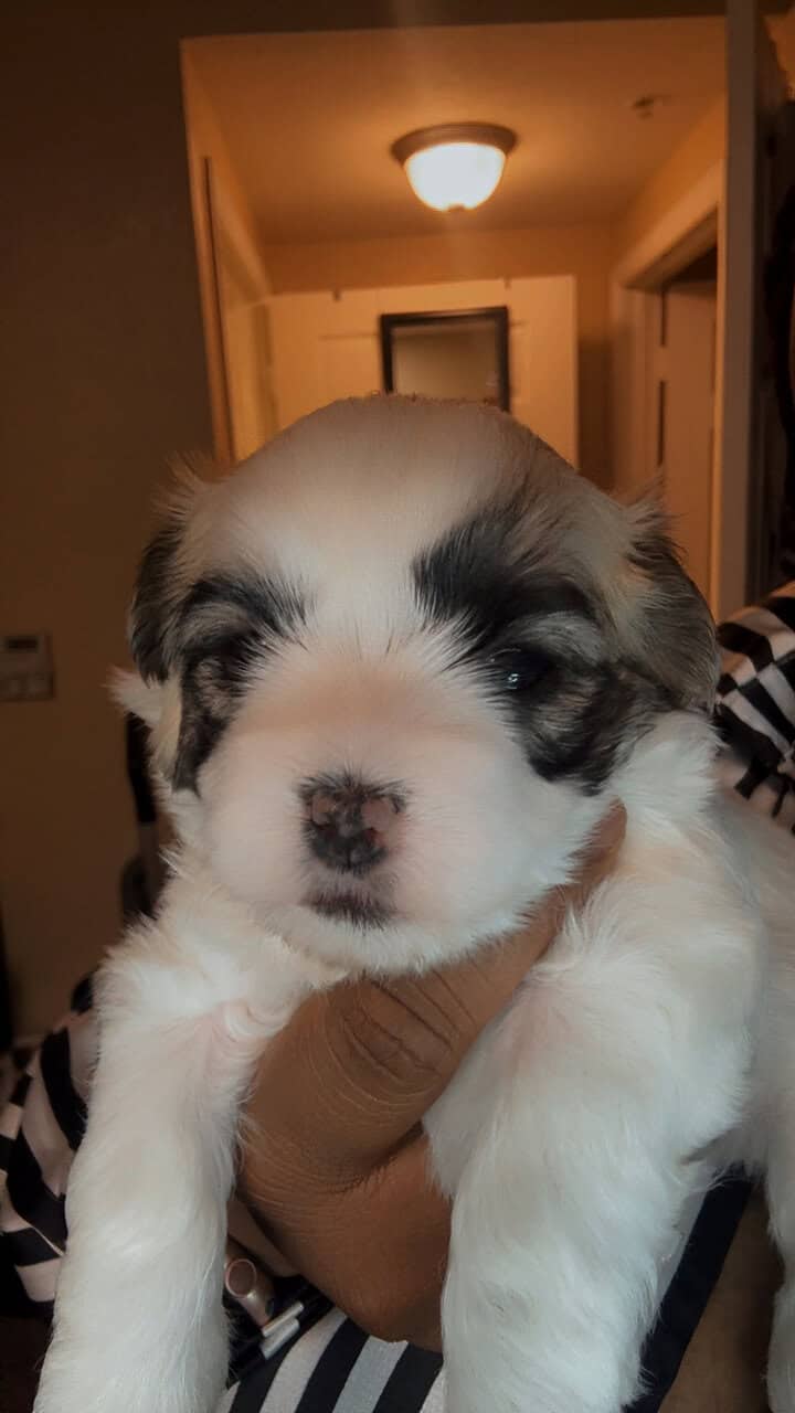 Shihpoo/ maltipoo mix image 2