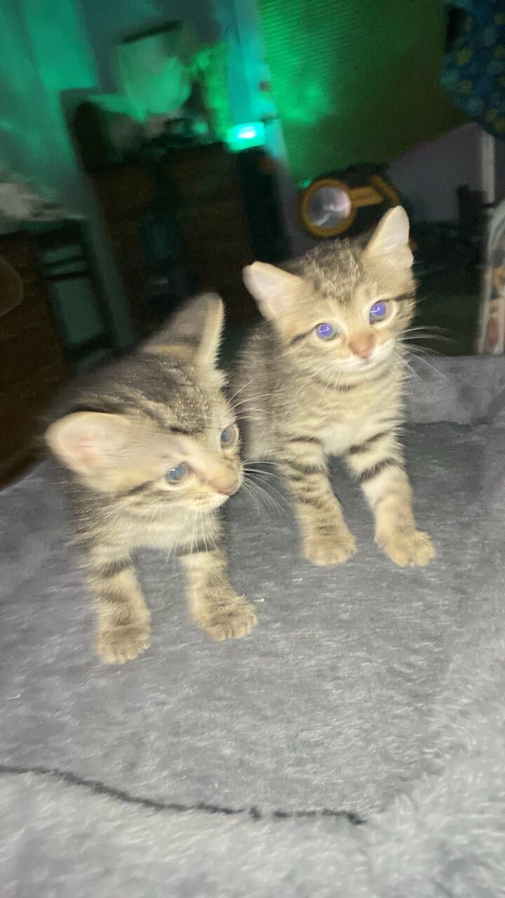 Domesticated exotic wildcats image 1
