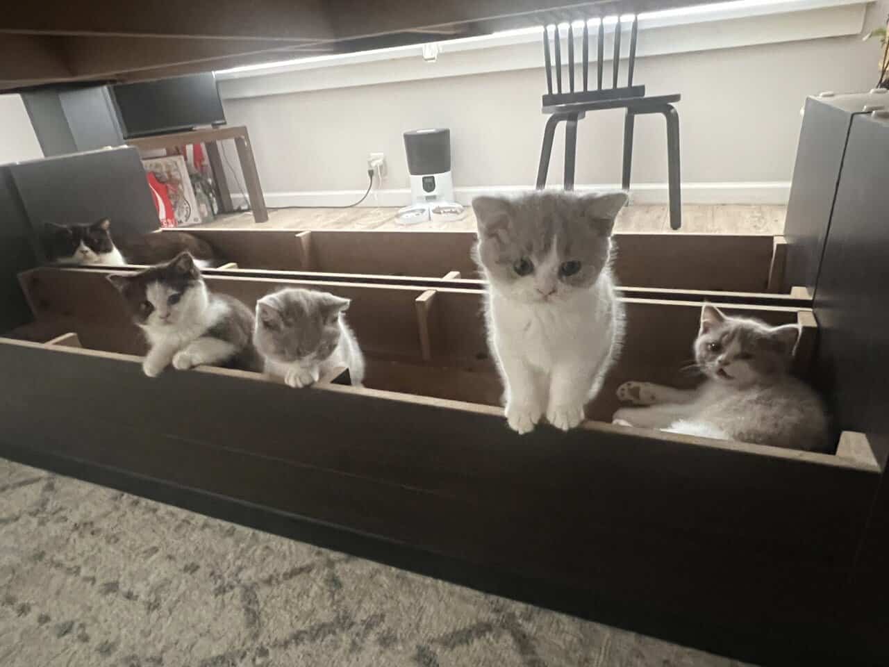 3 British shorthair kittens (2m, 1f) image 3