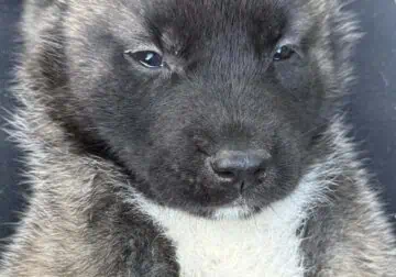 Akita puppies ready for their home