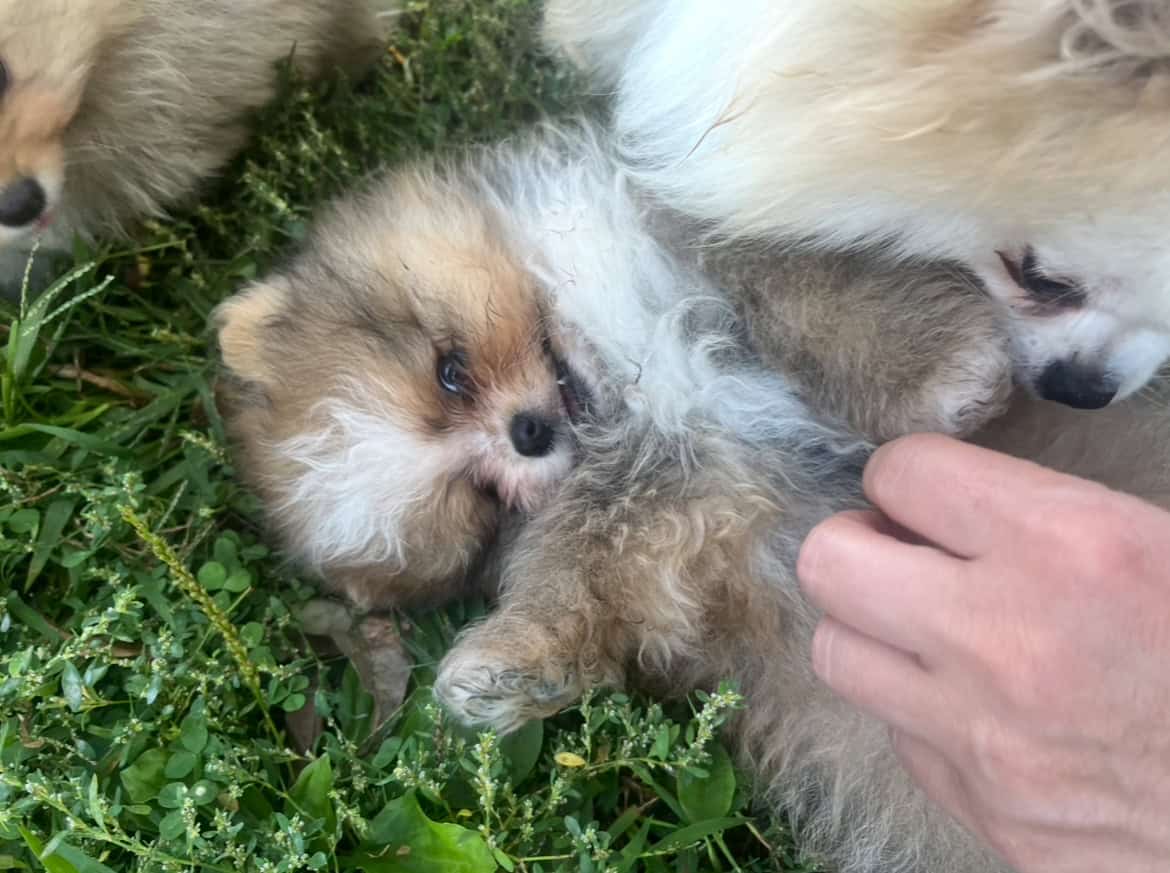 Pomeranians For Sale image 14