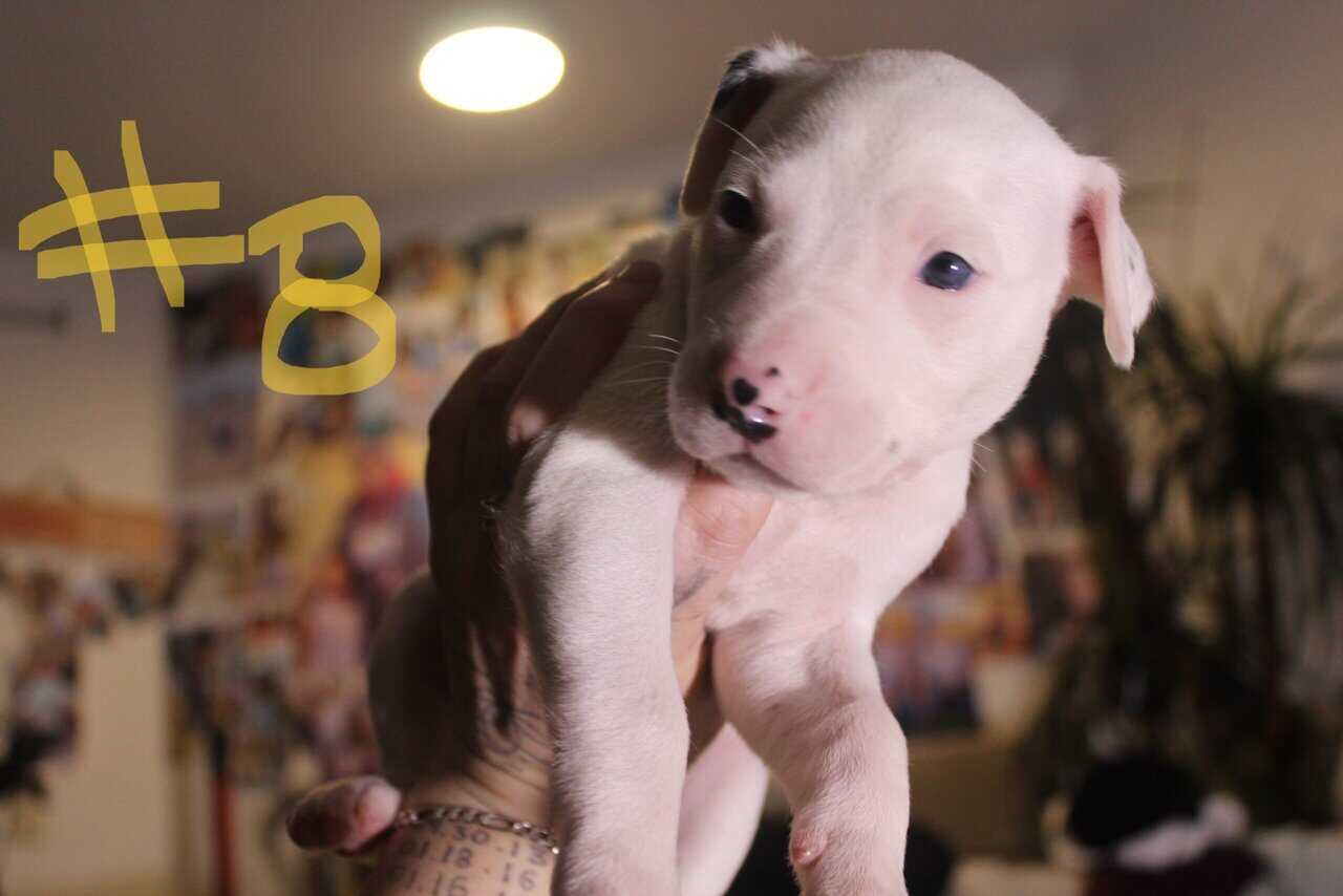 Lab & Pit mix Ready for their fur ever Homes Nov18 image 20