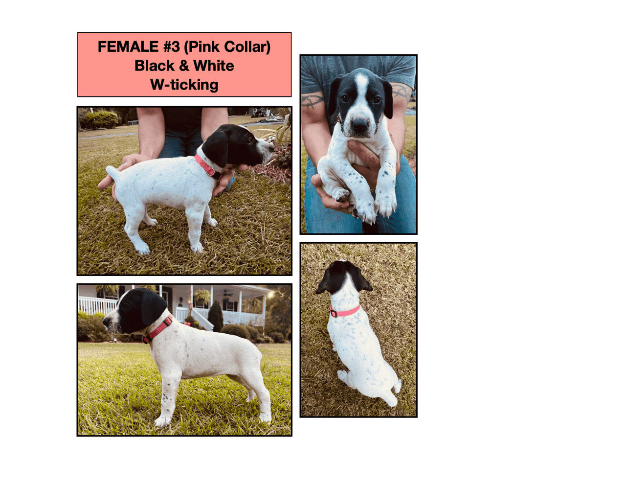 AKC GSP Puppies Available now in Richlands NC image 2