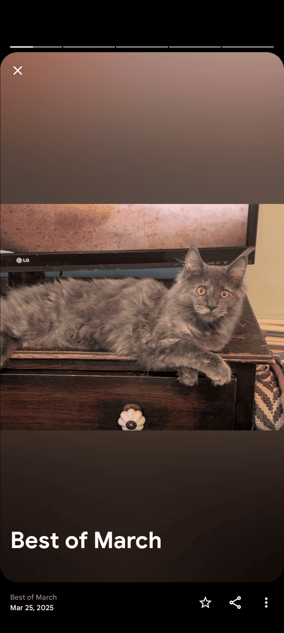 Blue cream Maine coon image 3