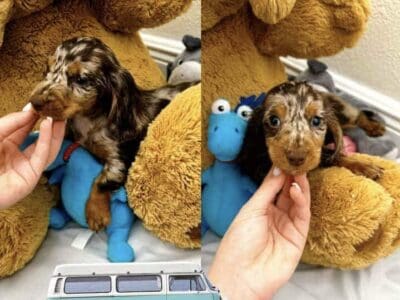 Mini dachshund puppy