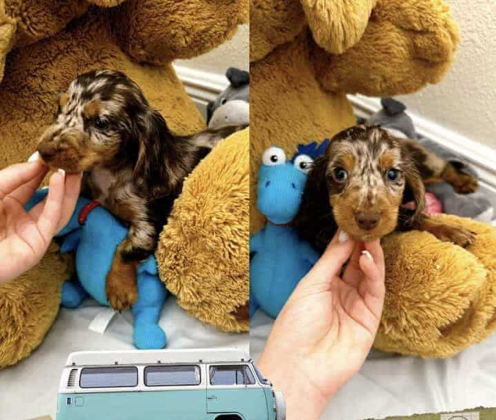 Mini dachshund puppy image 1