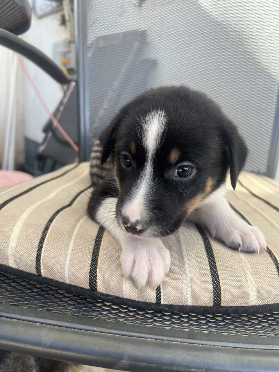 Ranch Pup-Girl 1 image 3