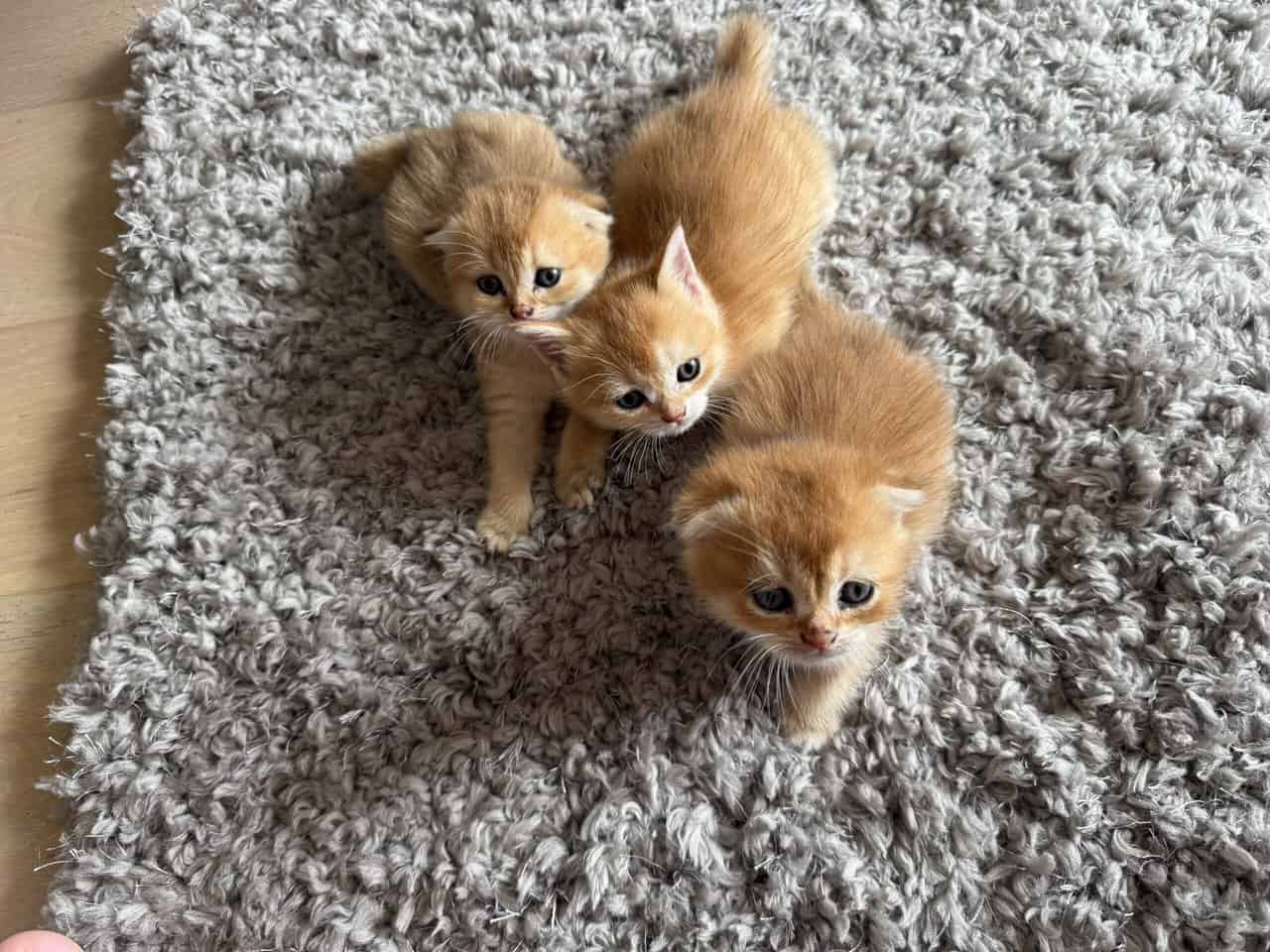 Scottish fold image 5