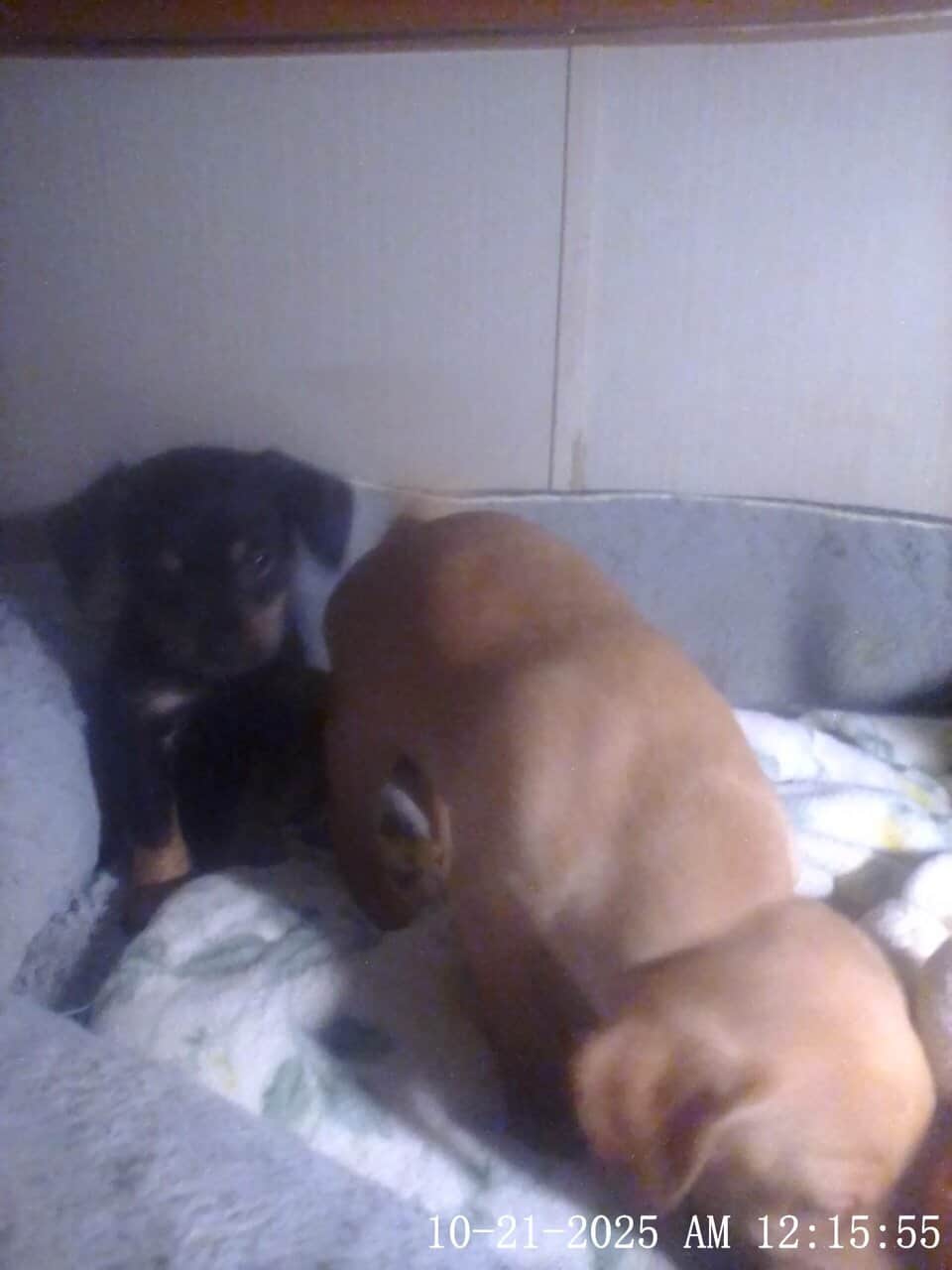 5 week old chiweenies image 2