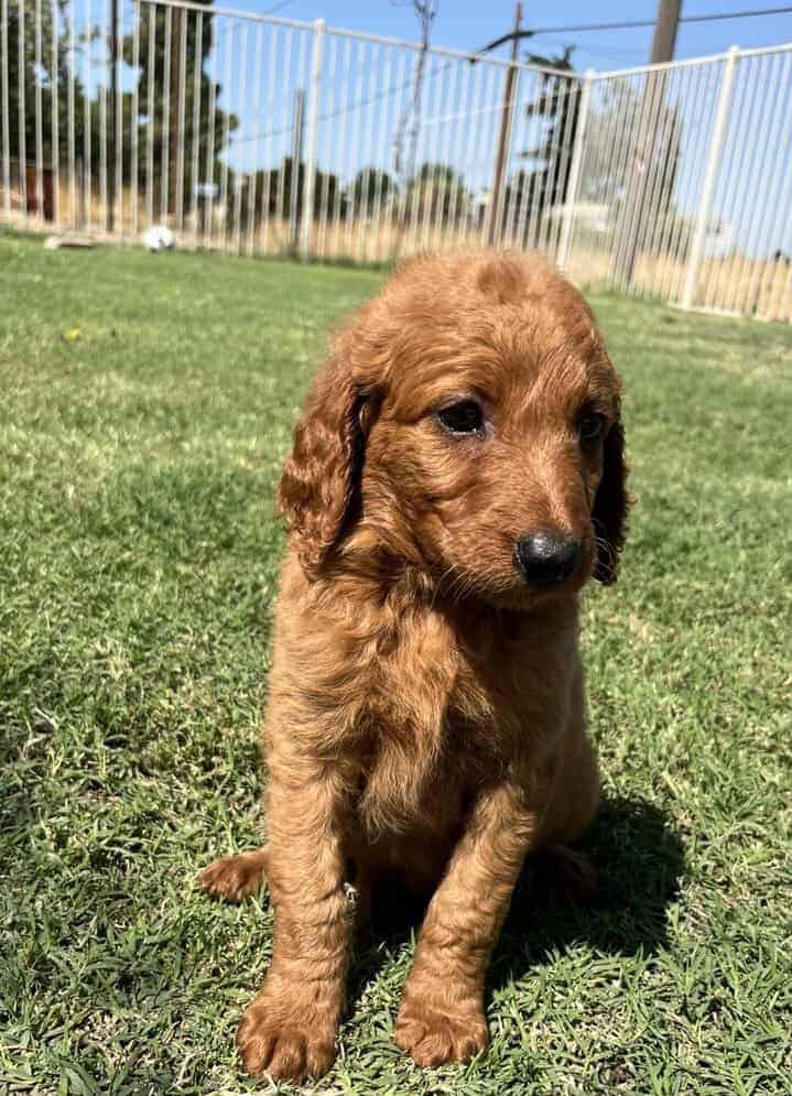 Goldenlabradoodle image 1