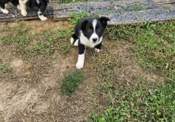 Beautiful border collie