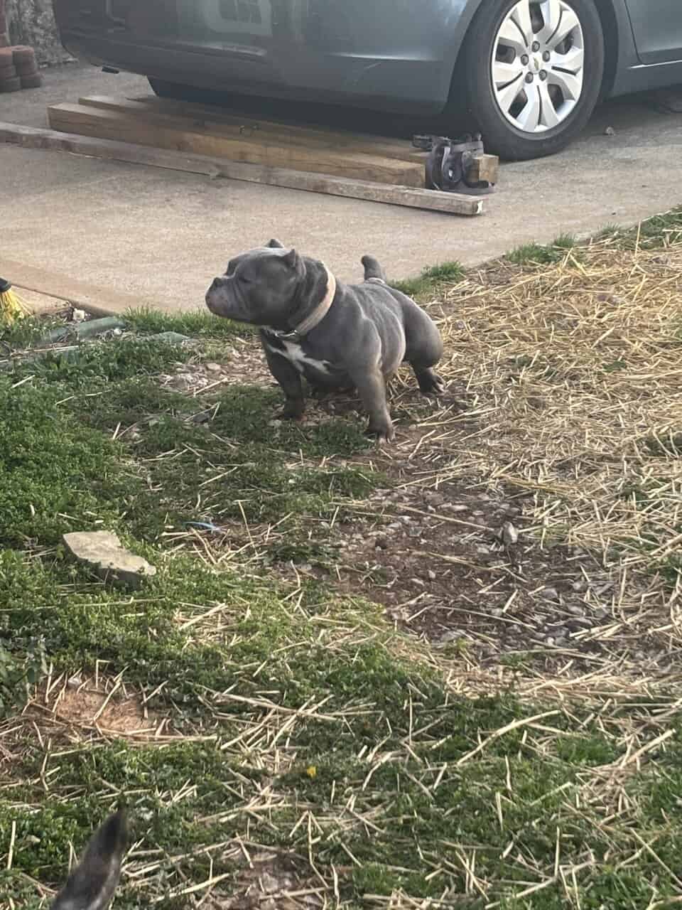 American Bullys image 4