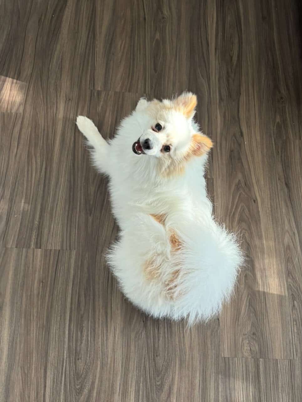 Pomeranian image 5