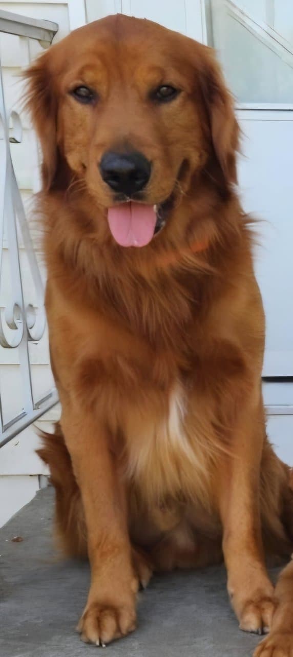 DARK RED AKC GOLDEN RETRIEVER PUPPIES image 4