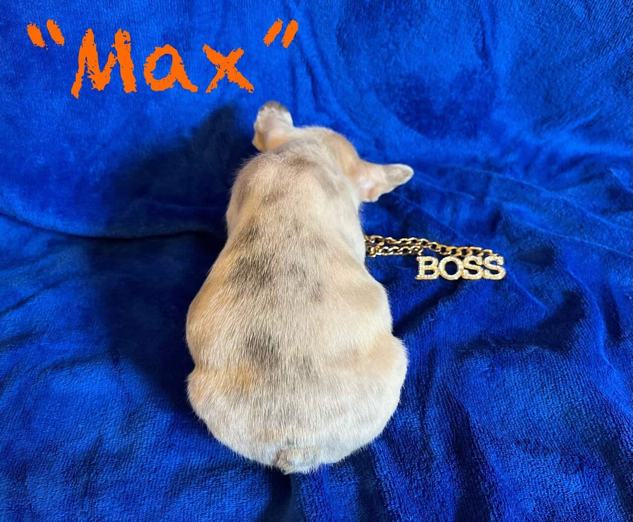 Male Frenchie Puppy * Ukraine Lineage* - Max image 6