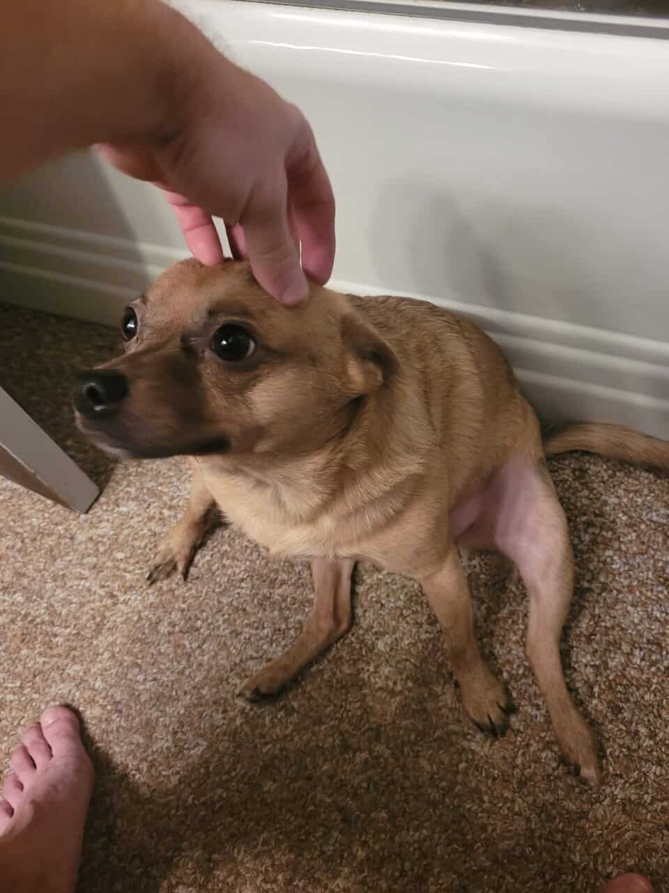 MEET SCOUT! image 5