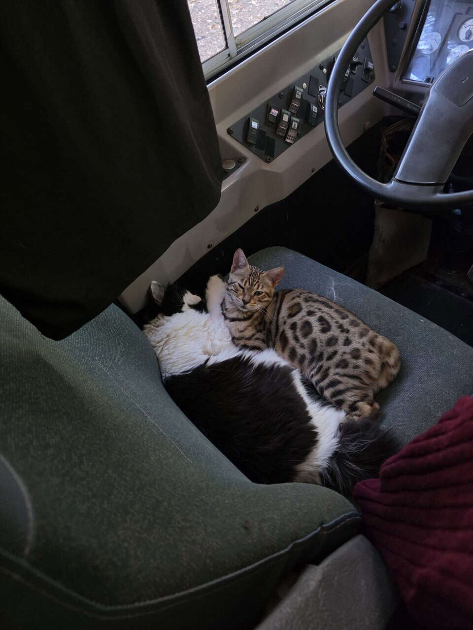 Bengal image 2