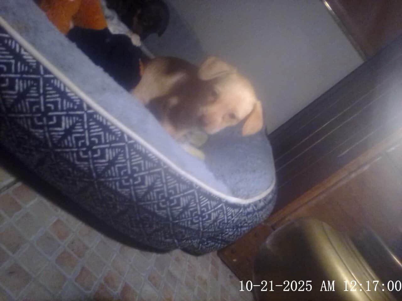 5 week old chiweenies image 1