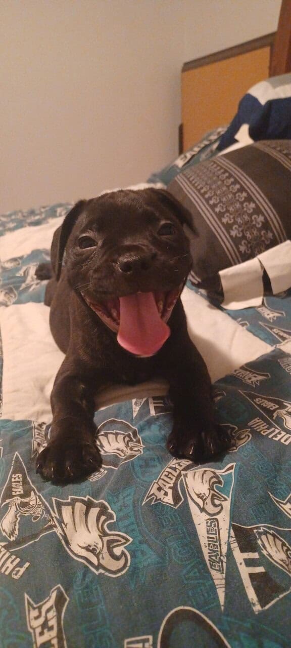 Staffordshire bull terrier pups image 2