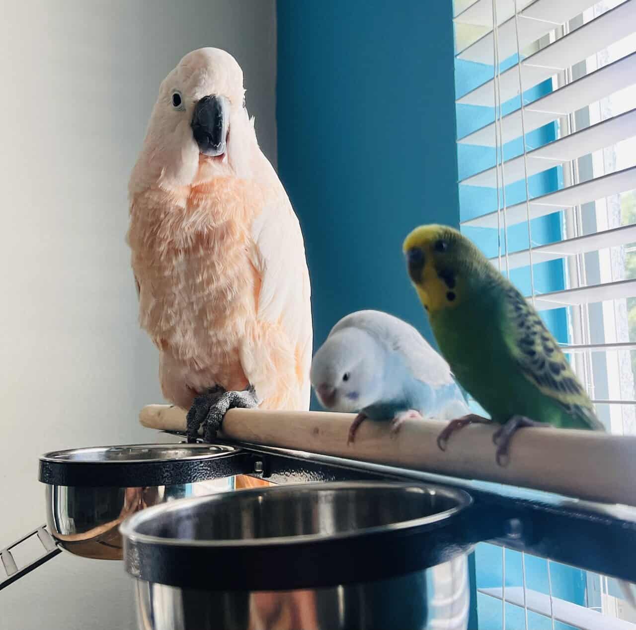 2 year Old Moluccan Cockatoo image 6