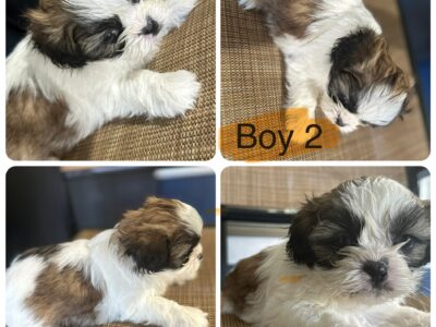 🐾 Adorable Shih Tzu Puppies for Sale! 🐾