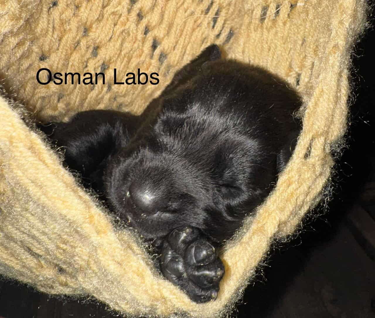Black lab puppies available November 13th image 9