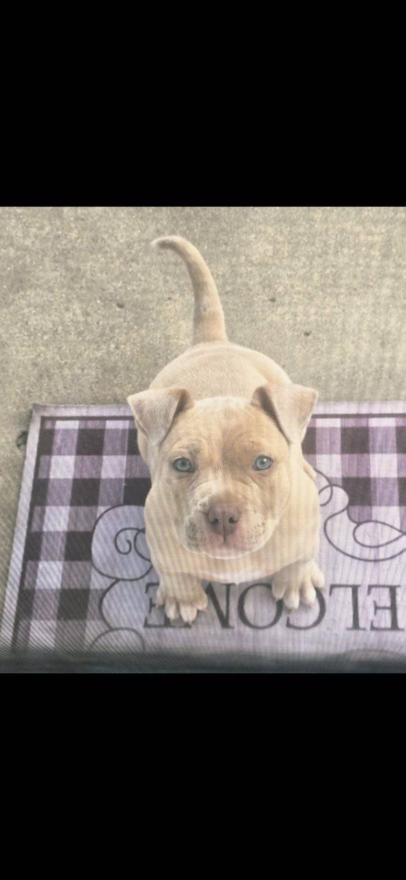 American bully couple months old image 6