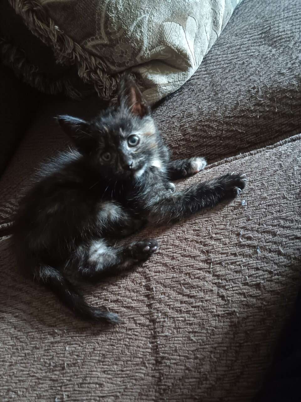 Kitten for sale image 3