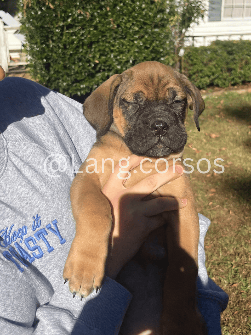 Cane corso puppies for sale image 2