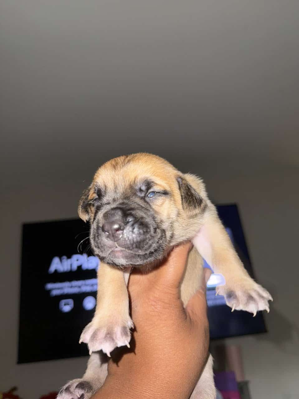 Puppies looking for new home (Males) image 14