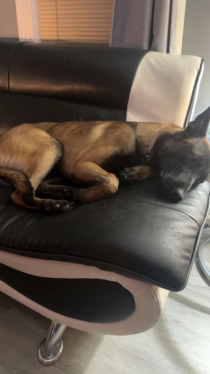 Belgian Malinois image 2