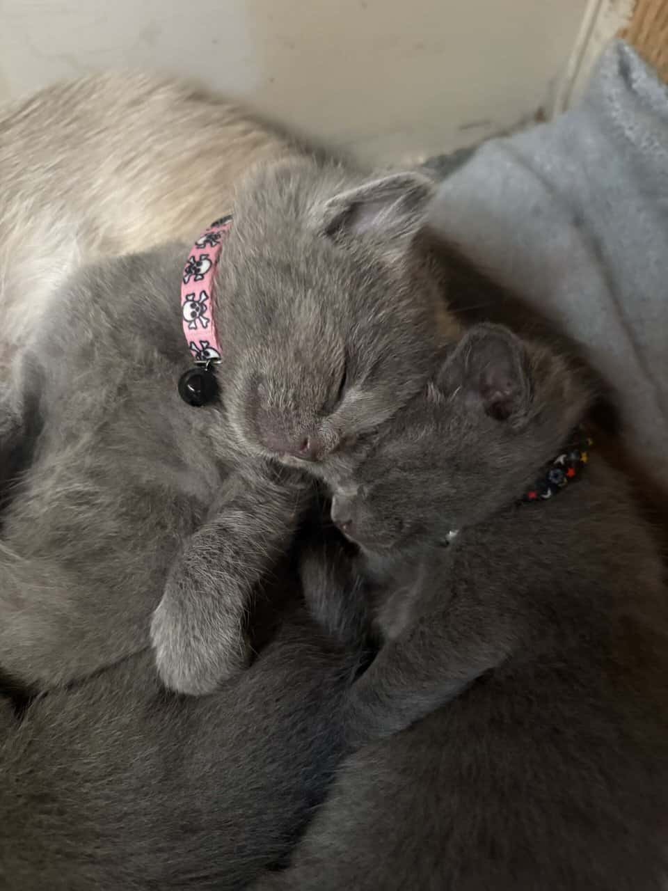 Kittens! image 11