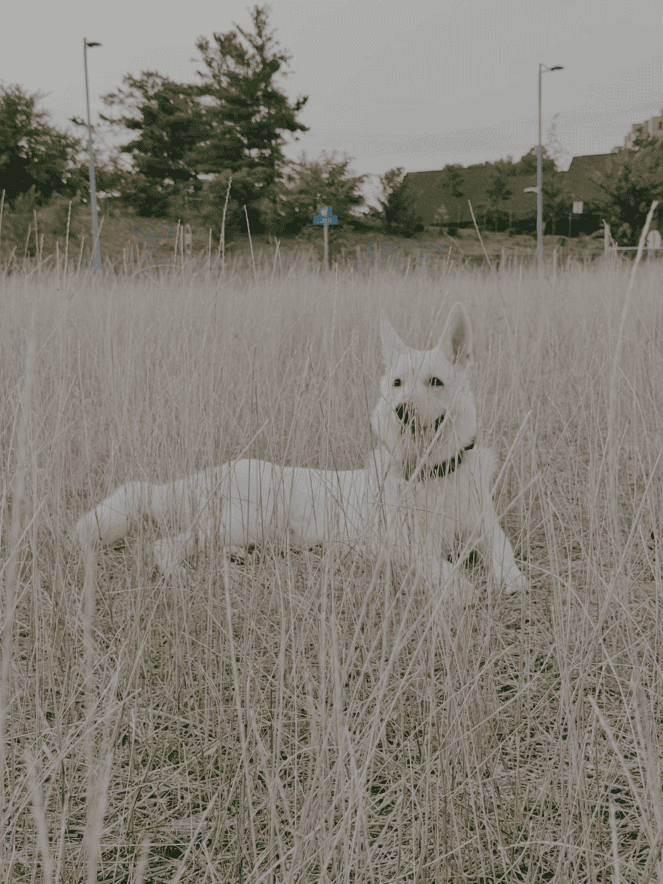 White Swiss Shepherd image 3