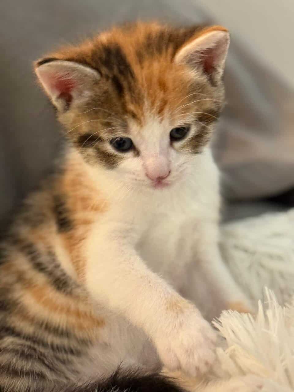 Kittens FOR FREE image 2