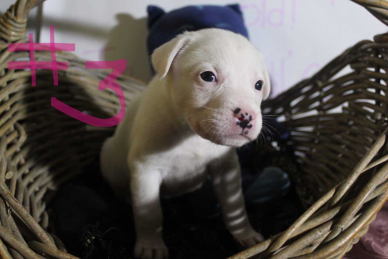 Lab & Pit mix Ready for their fur ever Homes Nov18 image 12