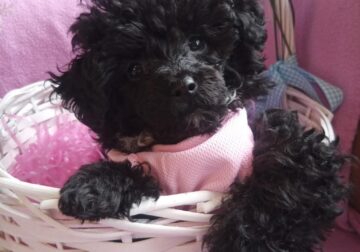 Toy Poodles for sale