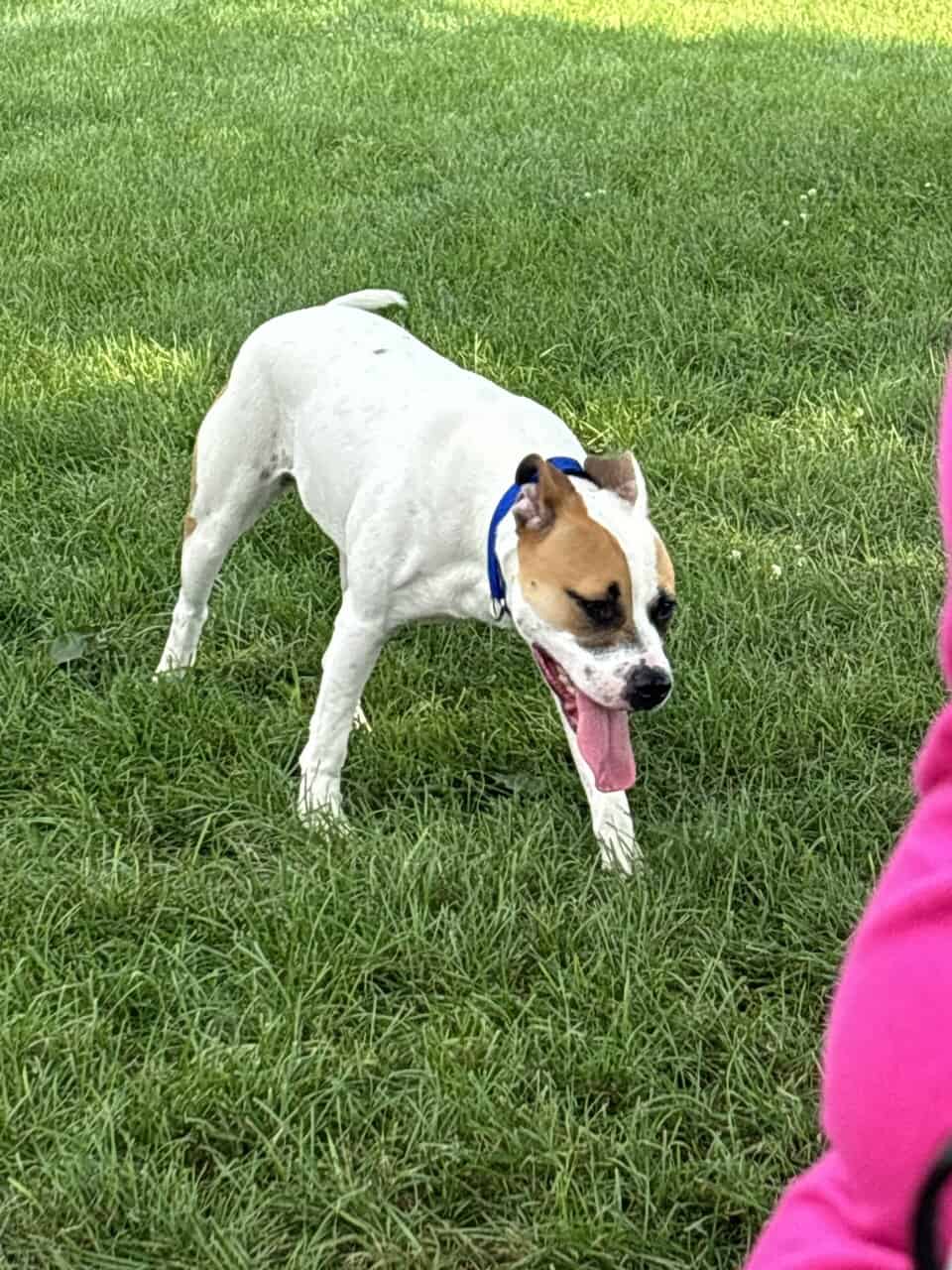 Rehoming dog image 1