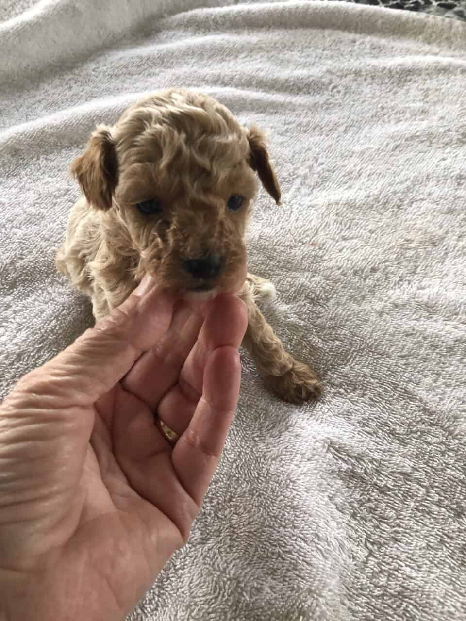 Toy poodle puppies image 8