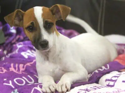 Cute Jack Russell Puppy