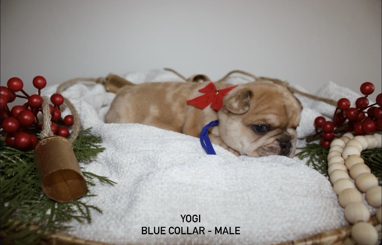 AKC French Bulldog Puppies image 6