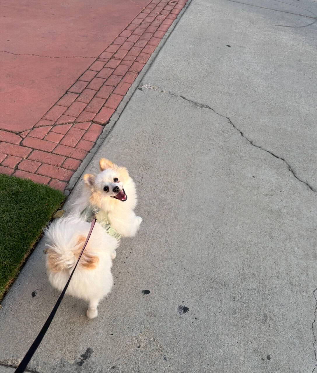 Pomeranian image 2