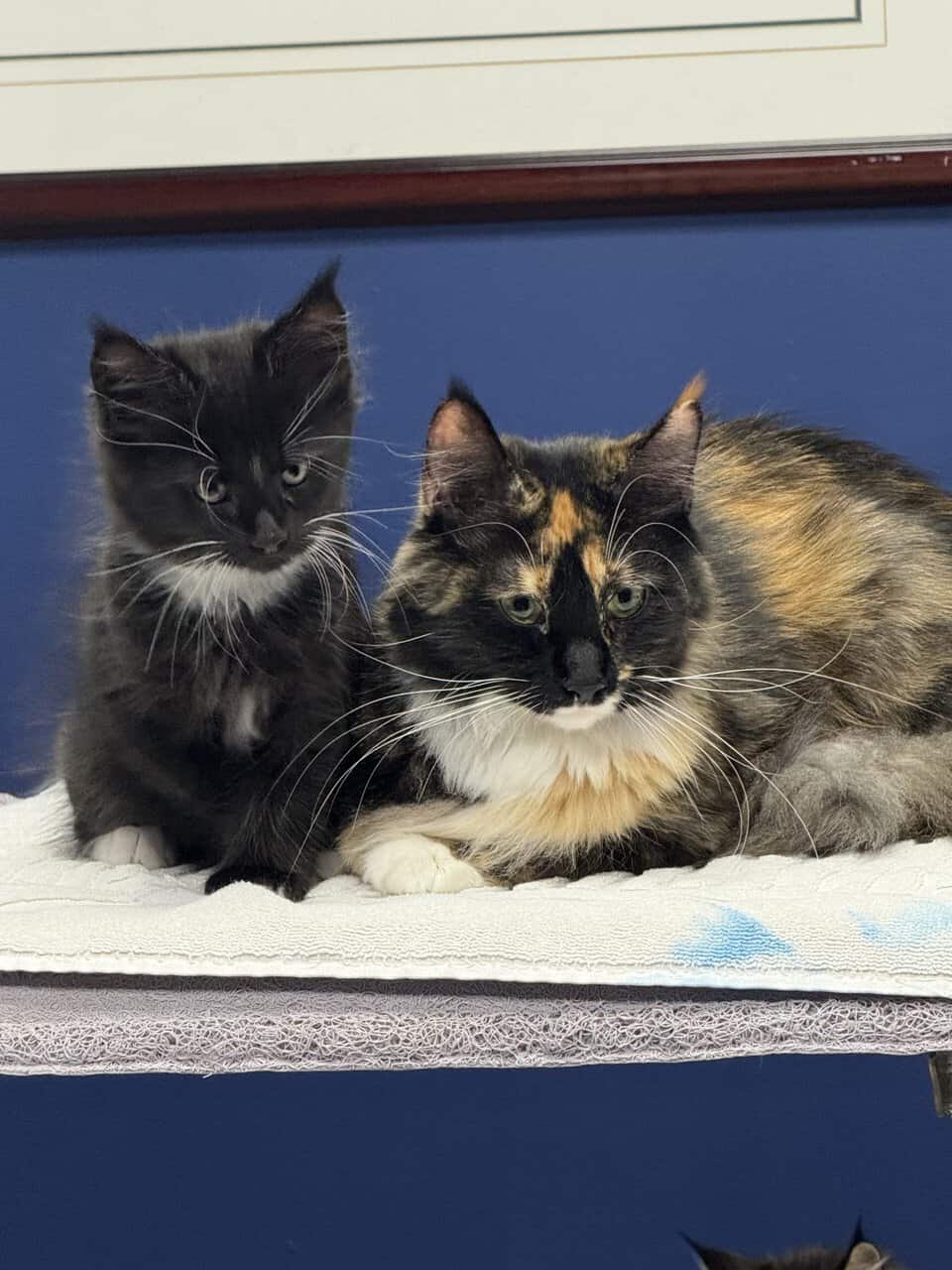 Main Coon Kittens! image 2